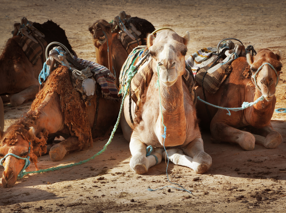 Camels: pack animal of the future - Animalogic