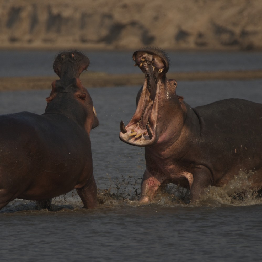 Male hippos fighting