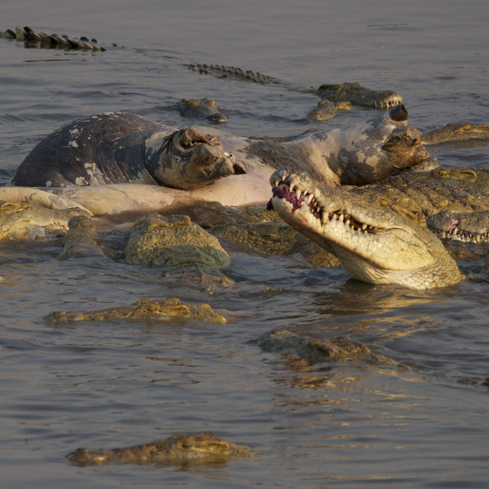 Crocs feeding on a hippo