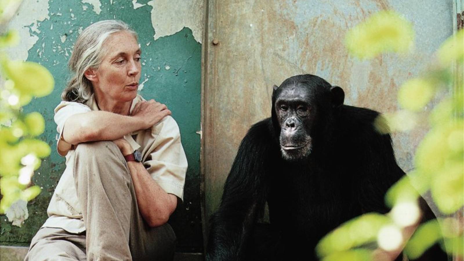 Jane Goodall on life, legacy and why dirt-lovin’ youngsters are our ...