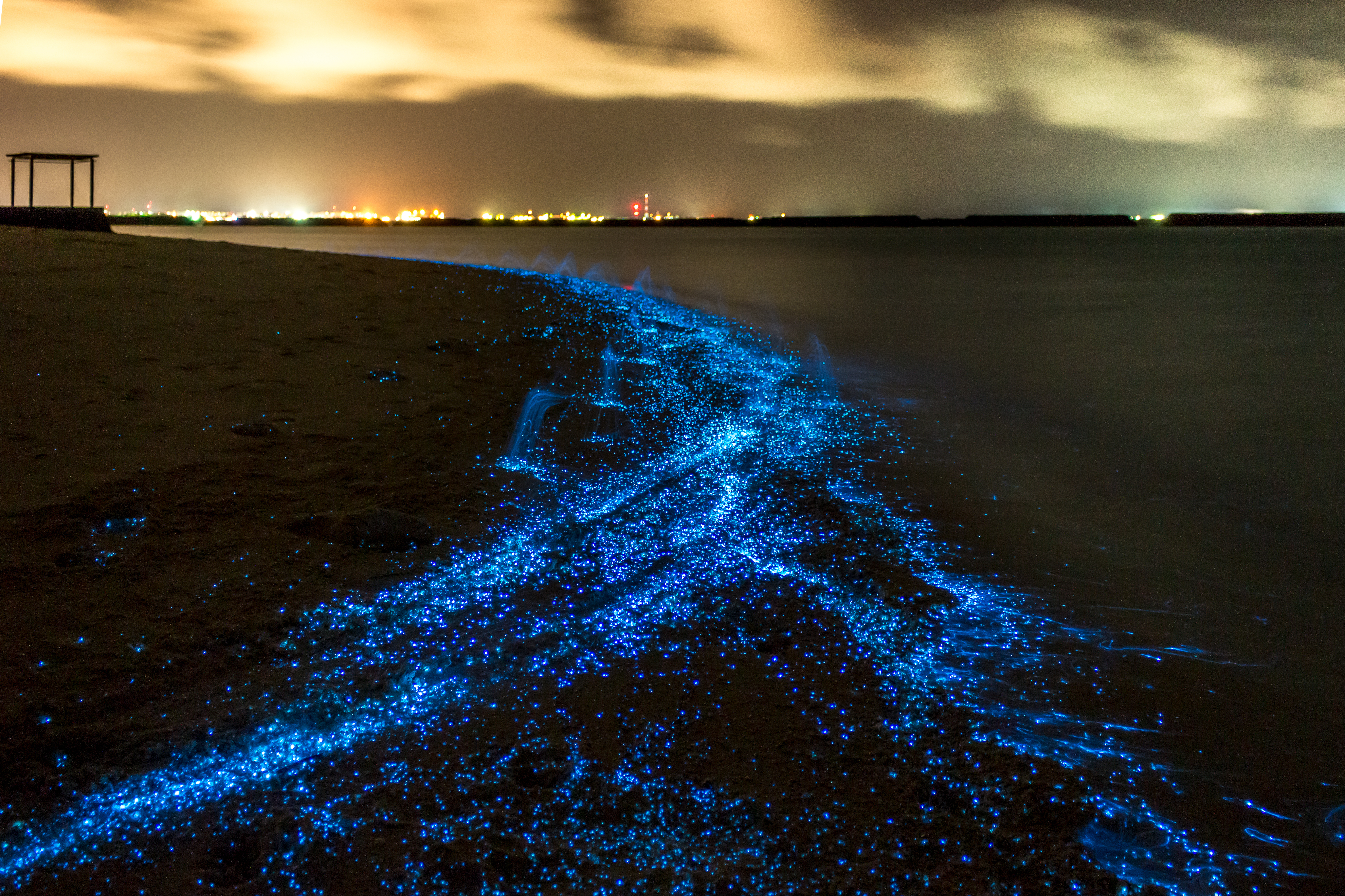 Plankton bioluminescense