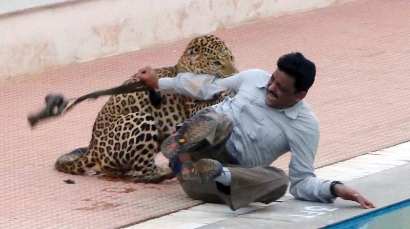 Leopard-attack survivor shares a creative solution to India's human-wildlife  conflict - Animalogic