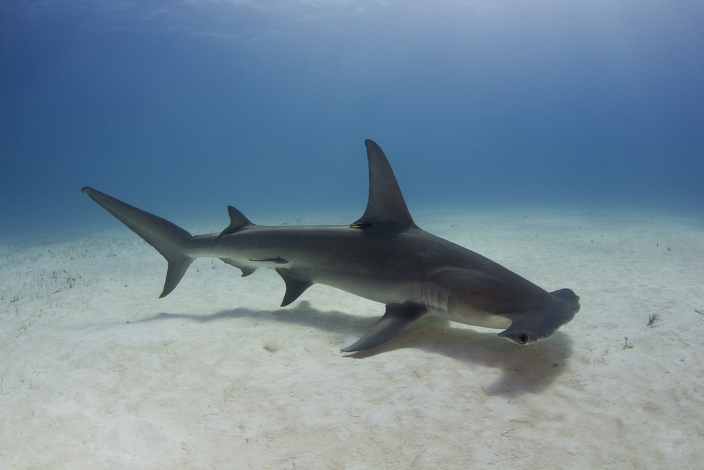 Here's the real reason hammerhead sharks swim on their sides Animalogic