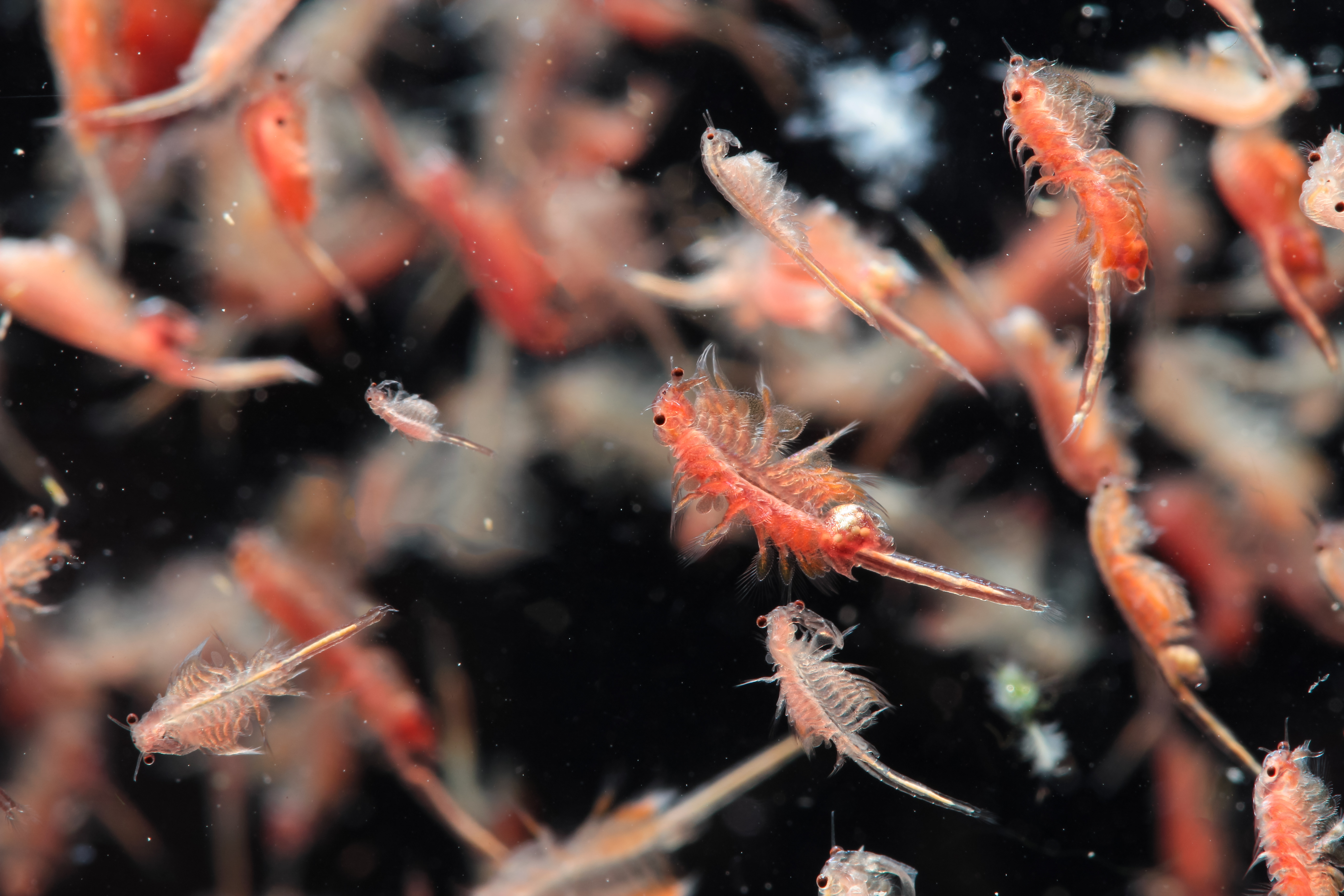 Shrimp may be the key to stabilizing the ocean