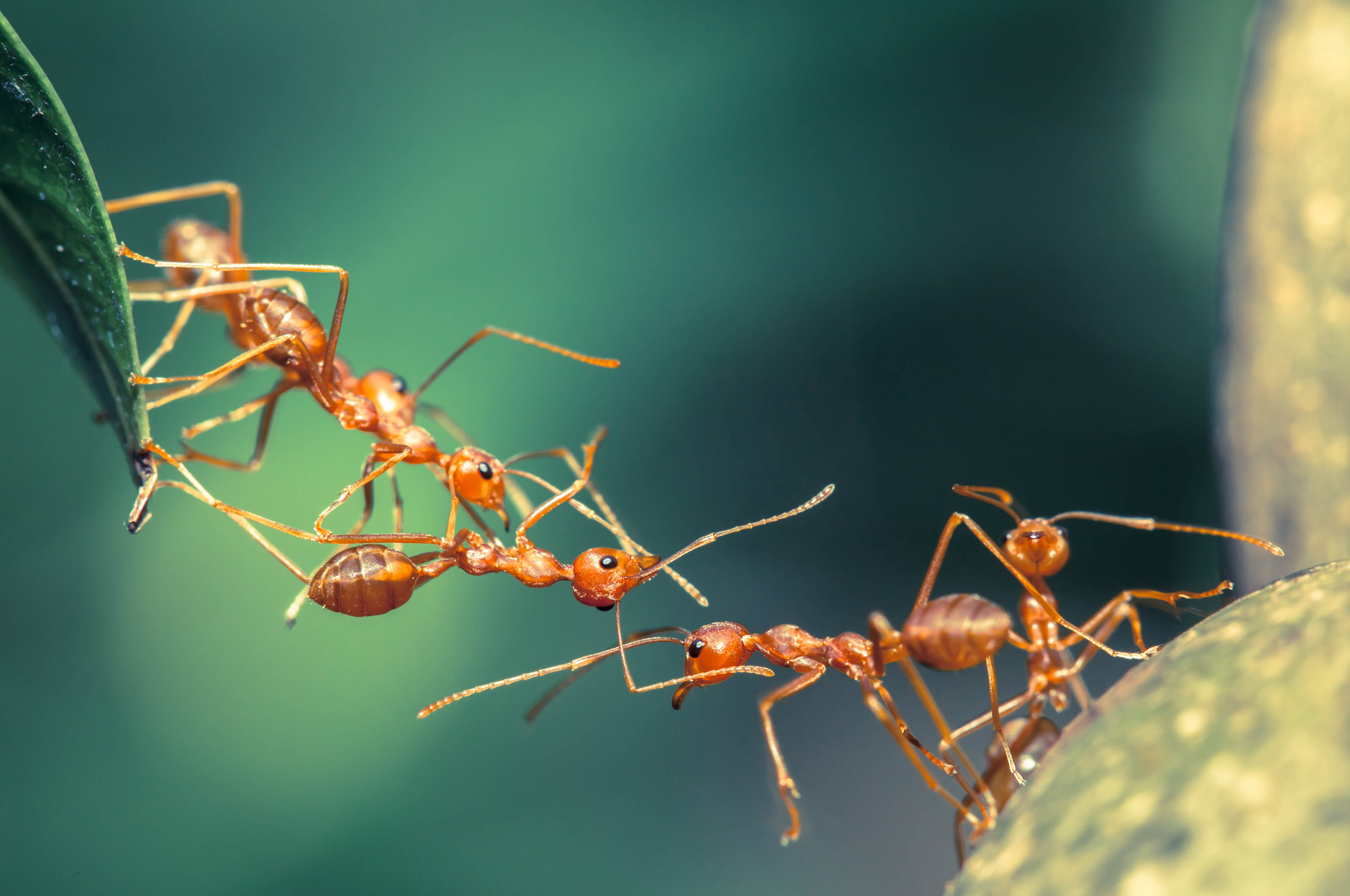 Scientists have found a new species of exploding ants