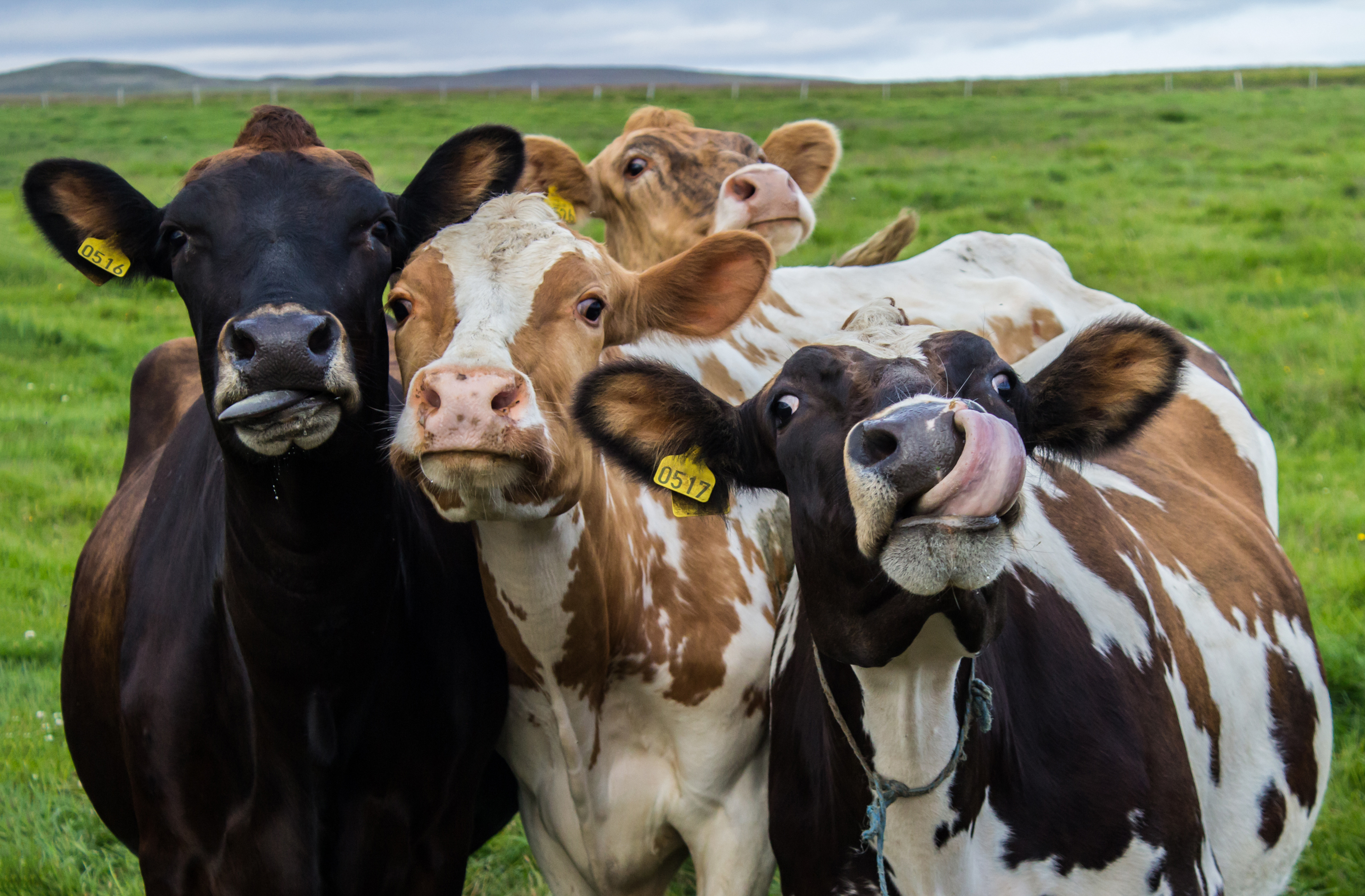 10 mind-boggling facts about the common cow - Cliques