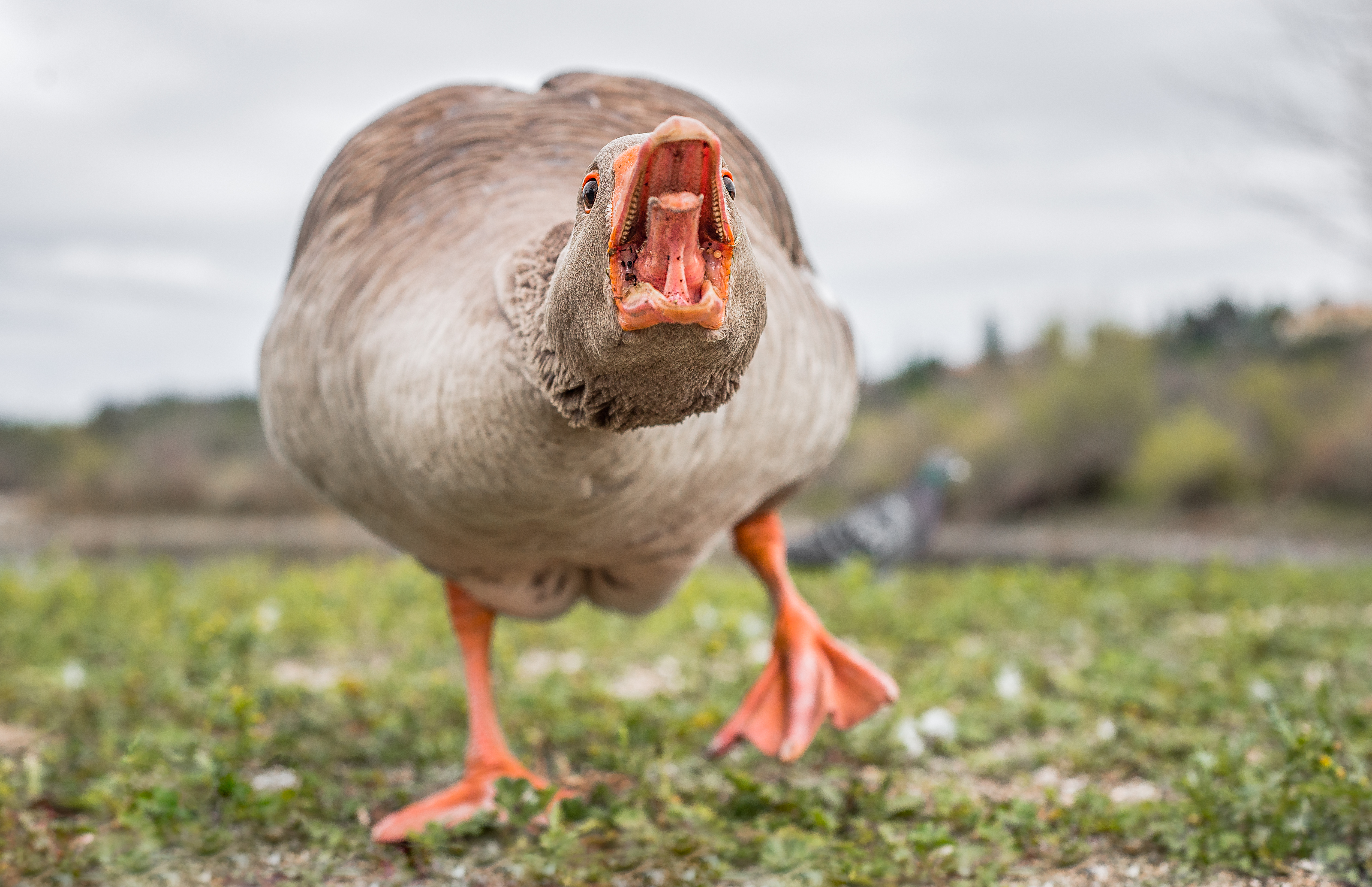 How to survive 10 random (but common) animal attacks - goose