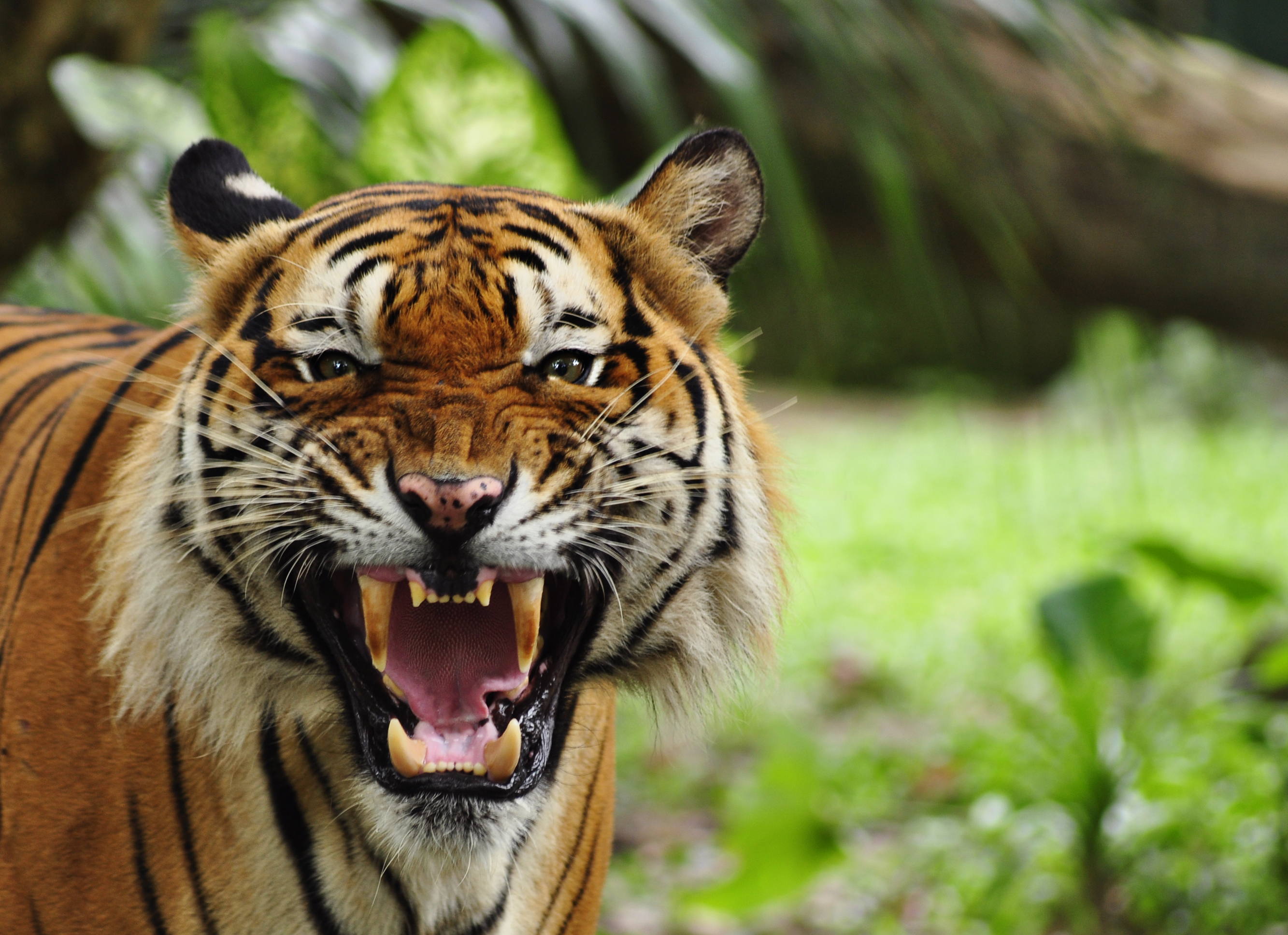 10 lethal animal encounters that could have totally been avoided - bengal tiger