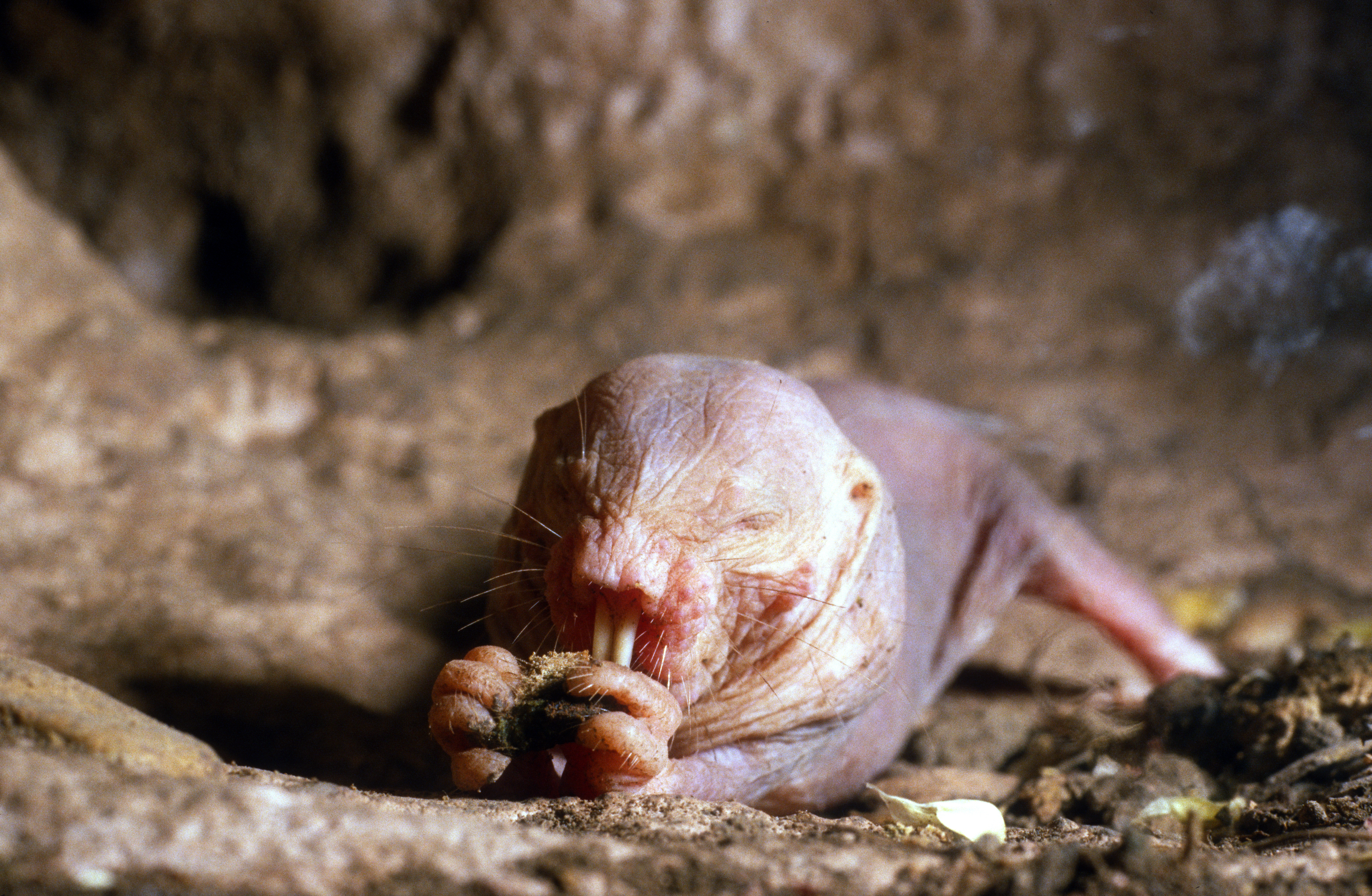 8 animals that may be key to curing human disease - naked mole rat