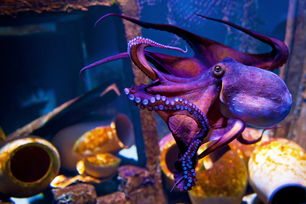 octopus in glass tank