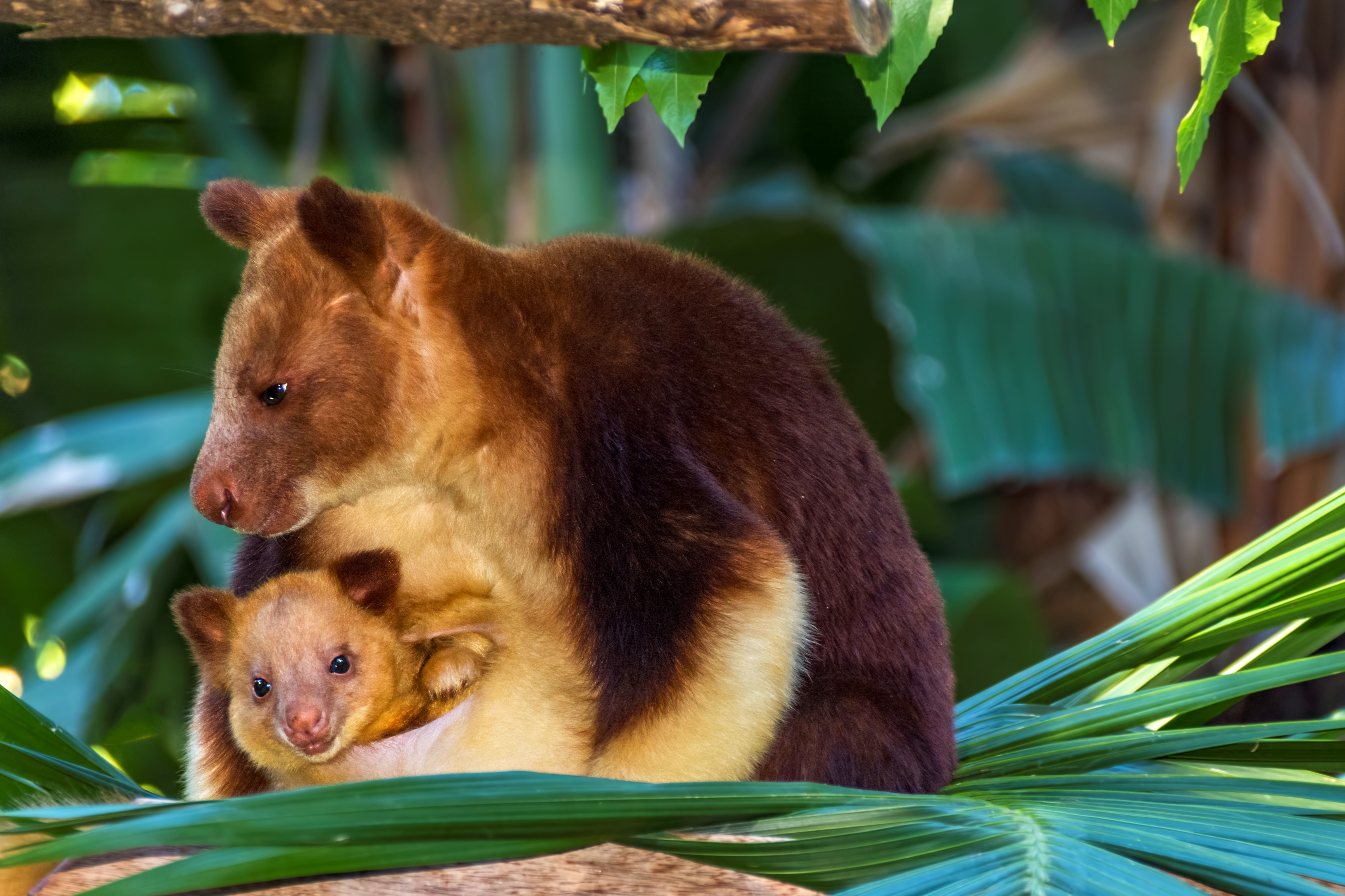 A tree kangaroo just hopped back into existence after 90 years