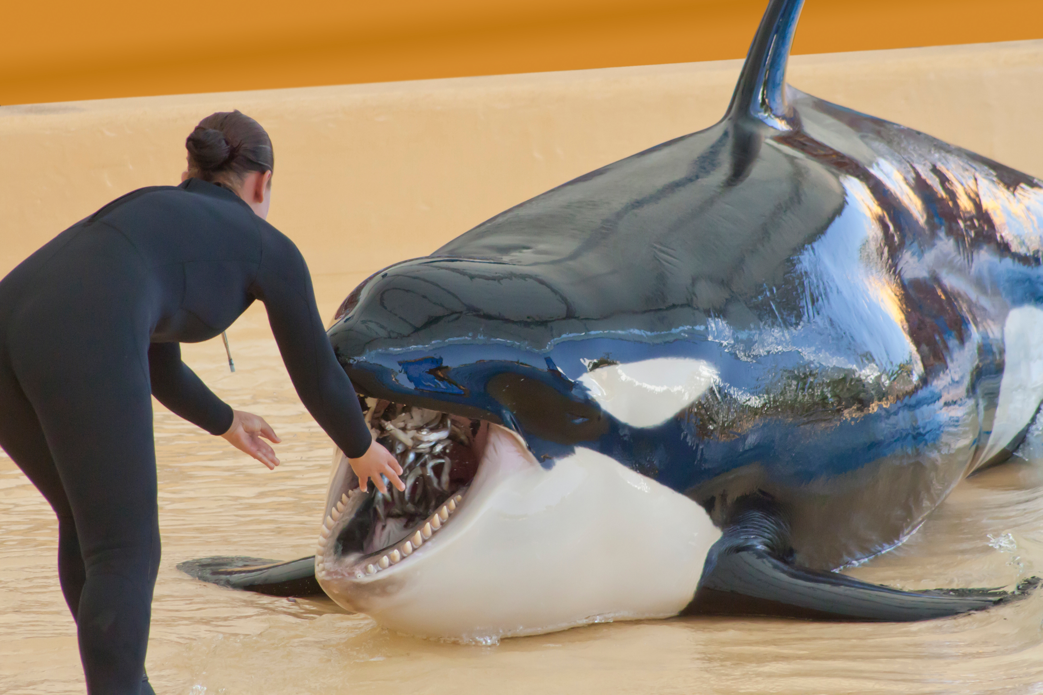 Canada is one step closer to banning whale and dolphin captivity