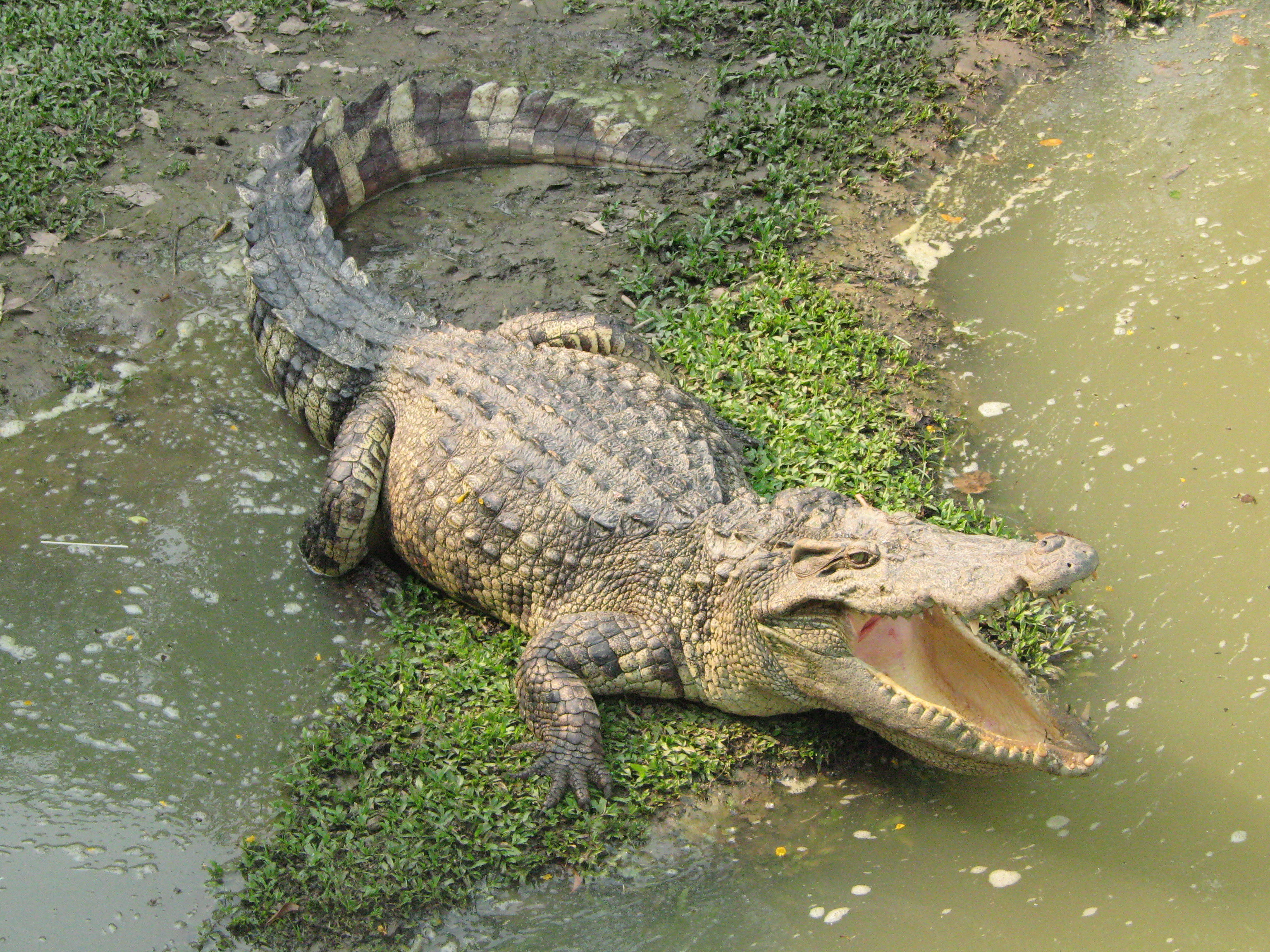 For some reason this guy thought it was a good idea to ride a crocodile