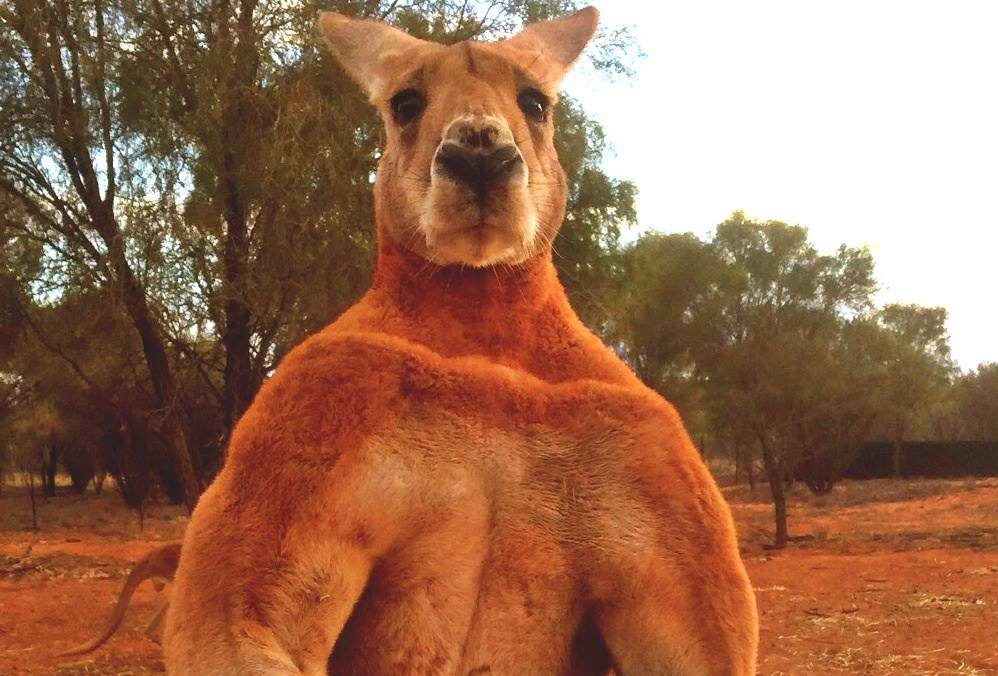 Roger the Kangaroo