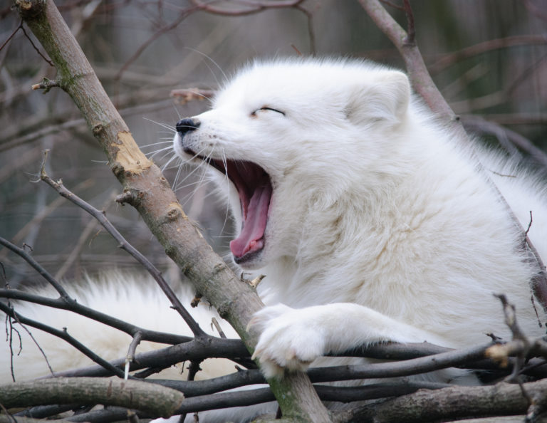 Here's how the Arctic Fox adapted to the cold while staying cute