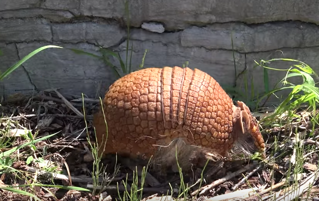 Pink Fairy Armadillos are Pint Sized Tanks - Animalogic