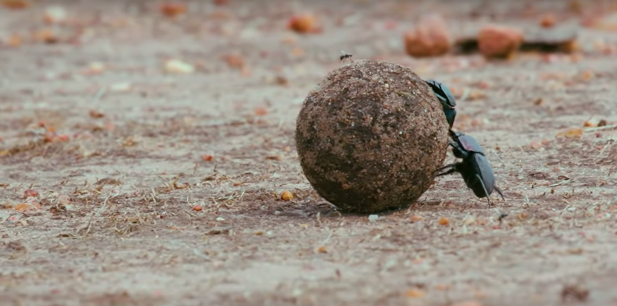 Why Do Some Animals Eat Poop? Animalogic