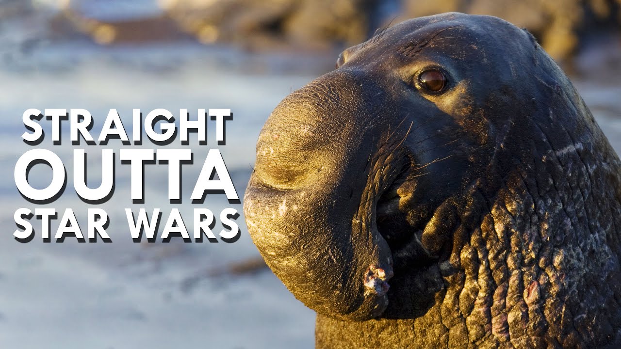 elephant-seals-memes-fig-s4-example-of-a-southern-elephant-seal-that